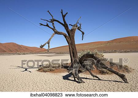 Dead camel thorn tree (Vachellia erioloba), Hidden Vlei, salt and clay pan, Namib Desert, Namib Naukluft Park, Namibia, Africa View Large Photo Image Stock Image - Dead camel thorn tree (Vachellia erioloba), Hidden Vlei, salt and clay pan, Namib Desert, Namib Naukluft Park, Namibia, Africa. Fotosearch