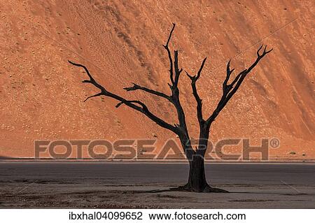 Dead camel thorn tree (Vachellia erioloba), sand dune, Dead Vlei Sossusvlei, Namib Desert, Namib-Naukluft National Park, Namibia, Africa View Large Photo Image Stock Image - Dead camel thorn tree (Vachellia erioloba), sand dune, Dead Vlei Sossusvlei, Namib Desert, Namib-Naukluft National Park, Namibia, Africa. Fotosearch