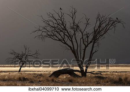 Dead Camel thorn tree (Vachellia erioloba), sand dune, Sossusvlei, Namib Desert, Namib-Naukluft National Park, Namibia, Africa View Large Photo Image Stock Image - Dead Camel thorn tree (Vachellia erioloba), sand dune, Sossusvlei, Namib Desert, Namib-Naukluft National Park, Namibia, Africa. Fotosearch