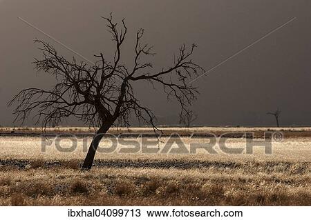 Dead Camel thorn tree (Vachellia erioloba), sand dune, Sossusvlei, Namib Desert, Namib-Naukluft National Park, Namibia, Africa View Large Photo Image Stock Image - Dead Camel thorn tree (Vachellia erioloba), sand dune, Sossusvlei, Namib Desert, Namib-Naukluft National Park, Namibia, Africa. Fotosearch