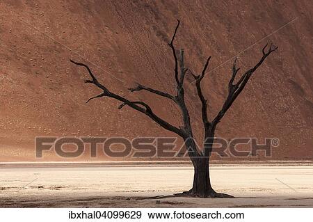 Dead camel thorn tree (Vachellia erioloba), sand dune, Dead Vlei Sossusvlei, Namib Desert, Namib-Naukluft National Park, Namibia, Africa View Large Photo Image Stock Photo - Dead camel thorn tree (Vachellia erioloba), sand dune, Dead Vlei Sossusvlei, Namib Desert, Namib-Naukluft National Park, Namibia, Africa. Fotosearch