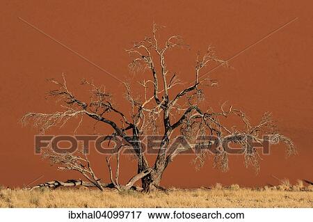 Dead Camel thorn tree (Vachellia erioloba) in front of Dune 45, sand dune, Sossusvlei, Namib Desert, Namib-Naukluft National Park, Namibia, Africa View Large Photo Image Stock Photo - Dead Camel thorn tree (Vachellia erioloba) in front of Dune 45, sand dune, Sossusvlei, Namib Desert, Namib-Naukluft National Park, Namibia, Africa. Fotosearch