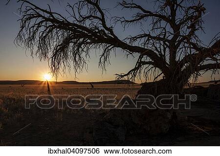 Dead Camel Thorn tree (Vachellia erioloba) at Sesriem Camp, sunset, evening light, Sesriem, Namibia, Africa View Large Photo Image Stock Photograph - Dead Camel Thorn tree (Vachellia erioloba) at Sesriem Camp, sunset, evening light, Sesriem, Namibia, Africa. Fotosearch