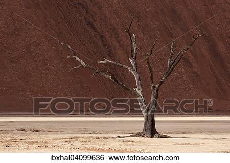 Dead camel thorn tree (Vachellia erioloba), sand dune, Dead Vlei Sossusvlei, Namib Desert, Namib-Naukluft National Park, Namibia, Africa View Large Photo Image Stock Photograph - Dead camel thorn tree (Vachellia erioloba), sand dune, Dead Vlei Sossusvlei, Namib Desert, Namib-Naukluft National Park, Namibia, Africa. Fotosearch