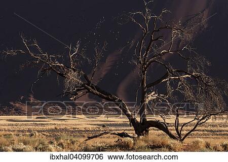 Dead Camel thorn tree (Vachellia erioloba), sand dune, Sossusvlei, Namib Desert, Namib-Naukluft National Park, Namibia, Africa View Large Photo Image Stock Photograph - Dead Camel thorn tree (Vachellia erioloba), sand dune, Sossusvlei, Namib Desert, Namib-Naukluft National Park, Namibia, Africa. Fotosearch