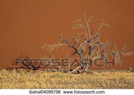 Dead camel thorn tree (Vachellia erioloba), sand dunes, in front of Dune 45, Sossusvlei, Namib Desert, Namib-Naukluft National Park, Namibia, Africa View Large Photo Image Stock Photograph - Dead camel thorn tree (Vachellia erioloba), sand dunes, in front of Dune 45, Sossusvlei, Namib Desert, Namib-Naukluft National Park, Namibia, Africa. Fotosearch