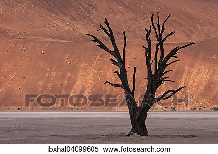 Dead camel thorn tree (Vachellia erioloba), sand dunes, Dead Vlei Sossusvlei, Namib Desert, Namib-Naukluft National Park, Namibia, Africa View Large Photo Image Stock Photography - Dead camel thorn tree (Vachellia erioloba), sand dunes, Dead Vlei Sossusvlei, Namib Desert, Namib-Naukluft National Park, Namibia, Africa. Fotosearch