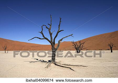Dead Camel thorn trees (Vachellia erioloba), sand dunes, salt and clay pan, Dead Vlei, Sossusvlei, Namib Desert, Namib-Naukluft National Park, Namibia, Africa View Large Photo Image Picture - Dead Camel thorn trees (Vachellia erioloba), sand dunes, salt and clay pan, Dead Vlei, Sossusvlei, Namib Desert, Namib-Naukluft National Park, Namibia, Africa. Fotosearch