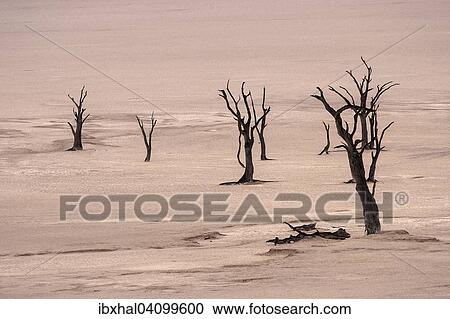 Dead camel thorn trees (Vachellia erioloba), Salztonpfanne, Dead Vlei Sossusvlei, Namib Desert, Namib-Naukluft National Park, Namibia, Africa View Large Photo Image Stock Image - Dead camel thorn trees (Vachellia erioloba), Salztonpfanne, Dead Vlei Sossusvlei, Namib Desert, Namib-Naukluft National Park, Namibia, Africa. Fotosearch