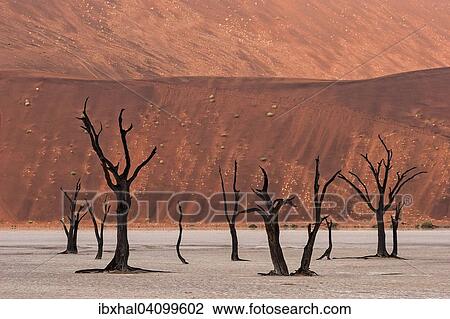 Dead camel thorn trees (Vachellia erioloba), sand dunes, Dead Vlei Sossusvlei, Namib Desert, Namib-Naukluft National Park, Namibia, Africa View Large Photo Image Stock Image - Dead camel thorn trees (Vachellia erioloba), sand dunes, Dead Vlei Sossusvlei, Namib Desert, Namib-Naukluft National Park, Namibia, Africa. Fotosearch