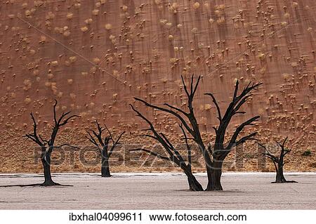 Dead camel thorn trees (Vachellia erioloba), sand dune covered wit tufts of grass at the back, Dead Vlei Sossusvlei, Namib Desert, Namib-Naukluft National Park, Namibia, Africa View Large Photo Image Stock Image - Dead camel thorn trees (Vachellia erioloba), sand dune covered wit tufts of grass at the back, Dead Vlei Sossusvlei, Namib Desert, Namib-Naukluft National Park, Namibia, Africa. Fotosearch