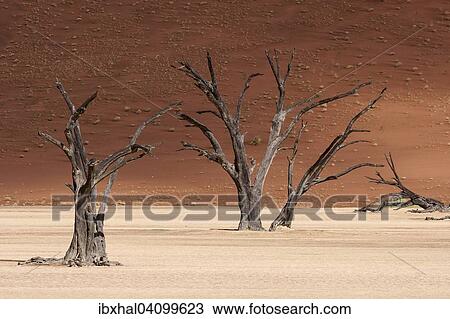 Dead camel thorn trees (Vachellia erioloba), sand dunes, Dead Vlei Sossusvlei, Namib Desert, Namib-Naukluft National Park, Namibia, Africa View Large Photo Image Stock Image - Dead camel thorn trees (Vachellia erioloba), sand dunes, Dead Vlei Sossusvlei, Namib Desert, Namib-Naukluft National Park, Namibia, Africa. Fotosearch