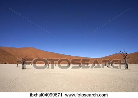 Dead Camel thorn trees (Vachellia erioloba), sand dunes, salt and clay pan, Dead Vlei, Sossusvlei, Namib Desert, Namib-Naukluft National Park, Namibia, Africa View Large Photo Image Stock Image - Dead Camel thorn trees (Vachellia erioloba), sand dunes, salt and clay pan, Dead Vlei, Sossusvlei, Namib Desert, Namib-Naukluft National Park, Namibia, Africa. Fotosearch