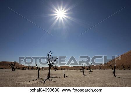 Dead Camel thorn trees (Vachellia erioloba), sand dunes, salt and clay pan, backlit, Dead Vlei, Sossusvlei, Namib Desert, Namib-Naukluft National Park, Namibia, Africa View Large Photo Image Stock Image - Dead Camel thorn trees (Vachellia erioloba), sand dunes, salt and clay pan, backlit, Dead Vlei, Sossusvlei, Namib Desert, Namib-Naukluft National Park, Namibia, Africa. Fotosearch