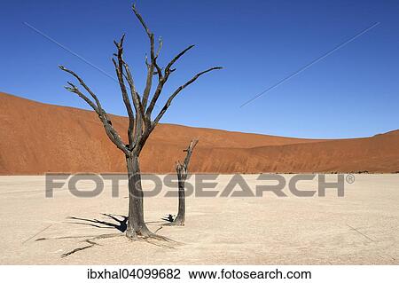 Dead Camel thorn trees (Vachellia erioloba), sand dunes, salt and clay pan, Dead Vlei, Sossusvlei, Namib Desert, Namib-Naukluft National Park, Namibia, Africa View Large Photo Image Stock Image - Dead Camel thorn trees (Vachellia erioloba), sand dunes, salt and clay pan, Dead Vlei, Sossusvlei, Namib Desert, Namib-Naukluft National Park, Namibia, Africa. Fotosearch