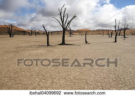 Dead Camel thorn trees (Vachellia erioloba), sand dunes, salt and clay pan, Dead Vlei, Sossusvlei, Namib Desert, Namib-Naukluft National Park, Namibia, Africa View Large Photo Image Stock Image - Dead Camel thorn trees (Vachellia erioloba), sand dunes, salt and clay pan, Dead Vlei, Sossusvlei, Namib Desert, Namib-Naukluft National Park, Namibia, Africa. Fotosearch