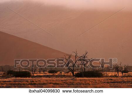 Dead Camel thorn trees (Vachellia erioloba), dawn, Sossusvlei, Namib Desert, Namib-Naukluft National Park, Namibia, Africa View Large Photo Image Stock Image - Dead Camel thorn trees (Vachellia erioloba), dawn, Sossusvlei, Namib Desert, Namib-Naukluft National Park, Namibia, Africa. Fotosearch