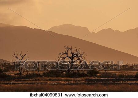 Stock Image - Dead Camel thorn trees (Vachellia erioloba), dawn, Sossusvlei, Namib Desert, Namib-Naukluft National Park, Namibia, Africa. Fotosearch