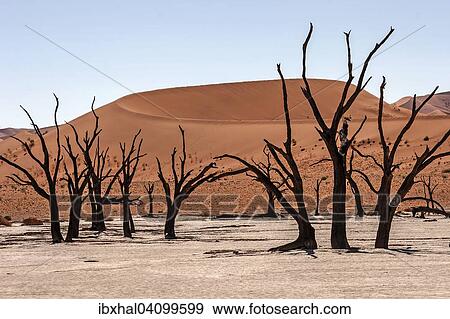 Dead camel thorn trees (Vachellia erioloba), sand dune, Dead Vlei Sossusvlei, Namib Desert, Namib-Naukluft National Park, Namibia, Africa View Large Photo Image Stock Photo - Dead camel thorn trees (Vachellia erioloba), sand dune, Dead Vlei Sossusvlei, Namib Desert, Namib-Naukluft National Park, Namibia, Africa. Fotosearch