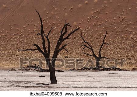 Dead camel thorn trees (Vachellia erioloba), sand dune covered wit tufts of grass at the back, Dead Vlei Sossusvlei, Namib Desert, Namib-Naukluft National Park, Namibia, Africa View Large Photo Image Stock Photo - Dead camel thorn trees (Vachellia erioloba), sand dune covered wit tufts of grass at the back, Dead Vlei Sossusvlei, Namib Desert, Namib-Naukluft National Park, Namibia, Africa. Fotosearch