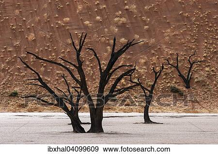 Stock Photo - Dead camel thorn trees (Vachellia erioloba), sand dune covered wit tufts of grass at the back, Dead Vlei Sossusvlei, Namib Desert, Namib-Naukluft National Park, Namibia, Africa. Fotosearch