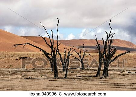 Dead camel thorn trees (Vachellia erioloba), sand dunes, Dead Vlei Sossusvlei, Namib Desert, Namib-Naukluft National Park, Namibia, Africa View Large Photo Image Stock Photo - Dead camel thorn trees (Vachellia erioloba), sand dunes, Dead Vlei Sossusvlei, Namib Desert, Namib-Naukluft National Park, Namibia, Africa. Fotosearch