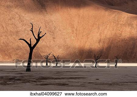 Dead camel thorn trees (Vachellia erioloba), sand dune, Dead Vlei Sossusvlei, Namib Desert, Namib-Naukluft National Park, Namibia, Africa View Large Photo Image Stock Photo - Dead camel thorn trees (Vachellia erioloba), sand dune, Dead Vlei Sossusvlei, Namib Desert, Namib-Naukluft National Park, Namibia, Africa. Fotosearch