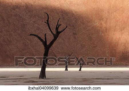 Dead camel thorn trees (Vachellia erioloba), sand dune, Dead Vlei Sossusvlei, Namib Desert, Namib-Naukluft National Park, Namibia, Africa View Large Photo Image Stock Photo - Dead camel thorn trees (Vachellia erioloba), sand dune, Dead Vlei Sossusvlei, Namib Desert, Namib-Naukluft National Park, Namibia, Africa. Fotosearch