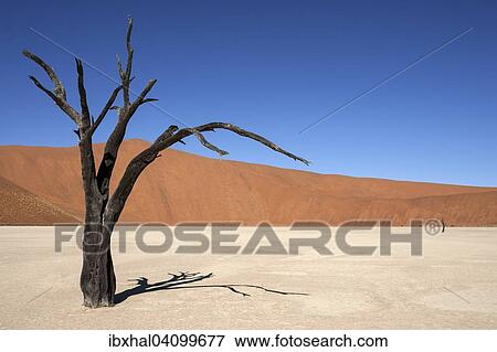 Dead Camel thorn trees (Vachellia erioloba), sand dunes, salt and clay pan, Dead Vlei, Sossusvlei, Namib Desert, Namib-Naukluft National Park, Namibia, Africa View Large Photo Image Stock Photo - Dead Camel thorn trees (Vachellia erioloba), sand dunes, salt and clay pan, Dead Vlei, Sossusvlei, Namib Desert, Namib-Naukluft National Park, Namibia, Africa. Fotosearch