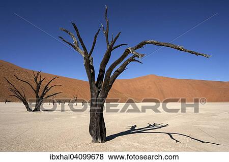 Dead Camel thorn trees (Vachellia erioloba), sand dunes, salt and clay pan, Dead Vlei, Sossusvlei, Namib Desert, Namib-Naukluft National Park, Namibia, Africa View Large Photo Image Stock Photo - Dead Camel thorn trees (Vachellia erioloba), sand dunes, salt and clay pan, Dead Vlei, Sossusvlei, Namib Desert, Namib-Naukluft National Park, Namibia, Africa. Fotosearch