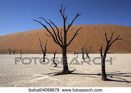 Dead Camel thorn trees (Vachellia erioloba), sand dunes, salt and clay pan, Dead Vlei, Sossusvlei, Namib Desert, Namib-Naukluft National Park, Namibia, Africa View Large Photo Image Stock Photo - Dead Camel thorn trees (Vachellia erioloba), sand dunes, salt and clay pan, Dead Vlei, Sossusvlei, Namib Desert, Namib-Naukluft National Park, Namibia, Africa. Fotosearch