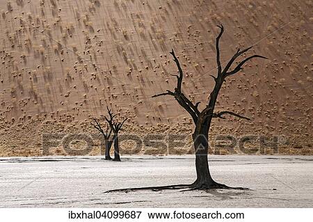 Dead Camel thorn trees (Vachellia erioloba), sand dune covered with grass tufts at the back, Dead Vlei, Sossusvlei, Namib Desert, Namib-Naukluft National Park, Namibia, Africa View Large Photo Image Stock Photo - Dead Camel thorn trees (Vachellia erioloba), sand dune covered with grass tufts at the back, Dead Vlei, Sossusvlei, Namib Desert, Namib-Naukluft National Park, Namibia, Africa. Fotosearch