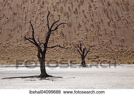 Dead Camel thorn trees (Vachellia erioloba), sand dune covered with grass tufts at the back, Dead Vlei, Sossusvlei, Namib Desert, Namib-Naukluft National Park, Namibia, Africa View Large Photo Image Stock Photo - Dead Camel thorn trees (Vachellia erioloba), sand dune covered with grass tufts at the back, Dead Vlei, Sossusvlei, Namib Desert, Namib-Naukluft National Park, Namibia, Africa. Fotosearch