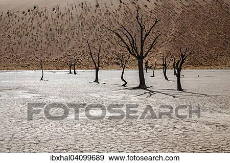 Dead Camel thorn trees (Vachellia erioloba), sand dune covered with grass tufts at the back, Dead Vlei, Sossusvlei, Namib Desert, Namib-Naukluft National Park, Namibia, Africa View Large Photo Image Stock Photo - Dead Camel thorn trees (Vachellia erioloba), sand dune covered with grass tufts at the back, Dead Vlei, Sossusvlei, Namib Desert, Namib-Naukluft National Park, Namibia, Africa. Fotosearch