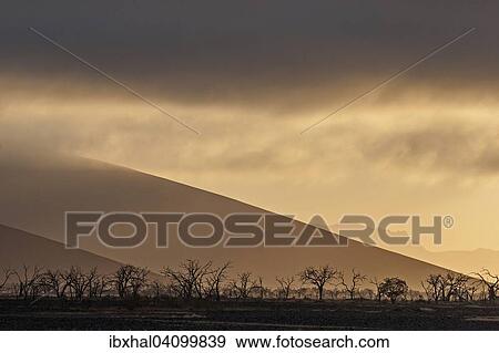 Dead Camel thorn trees (Vachellia erioloba), first morning light, low clouds, Sossusvlei, Namib Desert, Namib-Naukluft National Park, Namibia, Africa View Large Photo Image Stock Photo - Dead Camel thorn trees (Vachellia erioloba), first morning light, low clouds, Sossusvlei, Namib Desert, Namib-Naukluft National Park, Namibia, Africa. Fotosearch