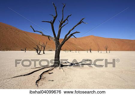 Dead Camel thorn trees (Vachellia erioloba), sand dunes, salt and clay pan, Dead Vlei, Sossusvlei, Namib Desert, Namib-Naukluft National Park, Namibia, Africa View Large Photo Image Stock Photograph - Dead Camel thorn trees (Vachellia erioloba), sand dunes, salt and clay pan, Dead Vlei, Sossusvlei, Namib Desert, Namib-Naukluft National Park, Namibia, Africa. Fotosearch