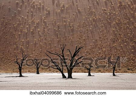 Dead Camel thorn trees (Vachellia erioloba), sand dune covered with grass tufts at the back, Dead Vlei, Sossusvlei, Namib Desert, Namib-Naukluft National Park, Namibia, Africa View Large Photo Image Stock Photograph - Dead Camel thorn trees (Vachellia erioloba), sand dune covered with grass tufts at the back, Dead Vlei, Sossusvlei, Namib Desert, Namib-Naukluft National Park, Namibia, Africa. Fotosearch