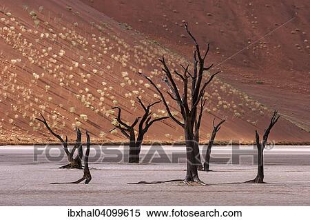 Dead camel thorn trees (Vachellia erioloba), sand dune covered wit tufts of grass at the back, Dead Vlei Sossusvlei, Namib Desert, Namib-Naukluft National Park, Namibia, Africa View Large Photo Image Stock Photography - Dead camel thorn trees (Vachellia erioloba), sand dune covered wit tufts of grass at the back, Dead Vlei Sossusvlei, Namib Desert, Namib-Naukluft National Park, Namibia, Africa. Fotosearch