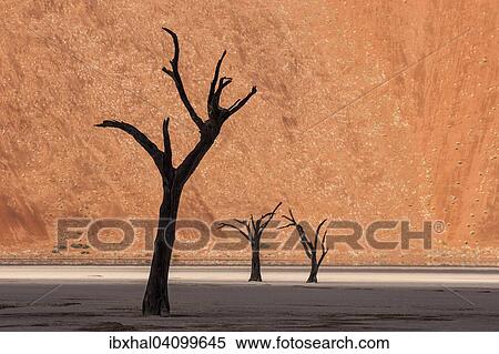 Dead camel thorn trees (Vachellia erioloba), sand dune, Dead Vlei Sossusvlei, Namib Desert, Namib-Naukluft National Park, Namibia, Africa View Large Photo Image Stock Photography - Dead camel thorn trees (Vachellia erioloba), sand dune, Dead Vlei Sossusvlei, Namib Desert, Namib-Naukluft National Park, Namibia, Africa. Fotosearch