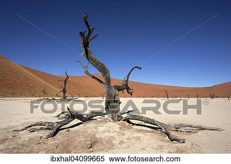 Dead Camel thorn trees (Vachellia erioloba), sand dunes, salt and clay pan, Dead Vlei, Sossusvlei, Namib Desert, Namib-Naukluft National Park, Namibia, Africa View Large Photo Image Stock Photography - Dead Camel thorn trees (Vachellia erioloba), sand dunes, salt and clay pan, Dead Vlei, Sossusvlei, Namib Desert, Namib-Naukluft National Park, Namibia, Africa. Fotosearch