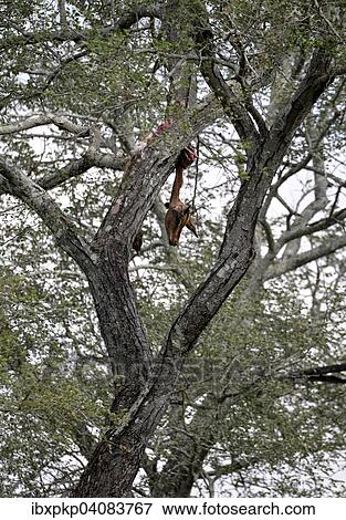 Dead Impala (Aepyceros melampus) prey of a leopard on a tree, Kruger National Park, South Africa, Africa View Large Photo Image Stock Photo - Dead Impala (Aepyceros melampus) prey of a leopard on a tree, Kruger National Park, South Africa, Africa. Fotosearch