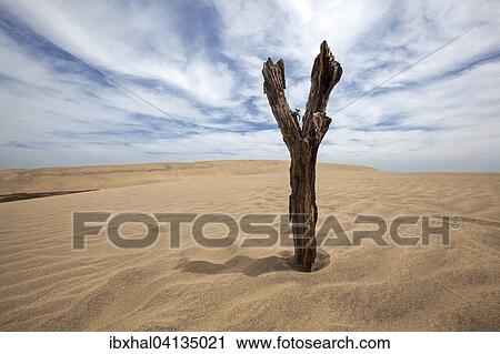 Dead tree, Dunes, Maspalomas Dunes Nature Reserve, cloud formation, Gran Canaria, Canary Islands, Spain, Europe View Large Photo Image Stock Image - Dead tree, Dunes, Maspalomas Dunes Nature Reserve, cloud formation, Gran Canaria, Canary Islands, Spain, Europe. Fotosearch