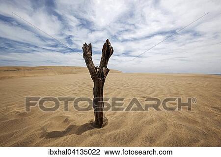 Dead tree, Dunes, Maspalomas Dunes Nature Reserve, cloud formation, Gran Canaria, Canary Islands, Spain, Europe View Large Photo Image Stock Image - Dead tree, Dunes, Maspalomas Dunes Nature Reserve, cloud formation, Gran Canaria, Canary Islands, Spain, Europe. Fotosearch