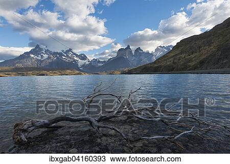 Dead tree in the water, Lago Pehoe and Cuernos del Paine, Torres del Paine National Park, Chilean Patagonia, Chile, South America View Large Photo Image Stock Image - Dead tree in the water, Lago Pehoe and Cuernos del Paine, Torres del Paine National Park, Chilean Patagonia, Chile, South America. Fotosearch