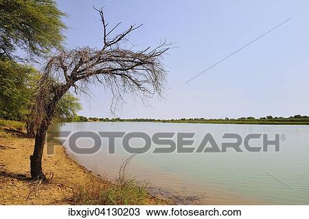 Dead tree on the bank of the river Senegal, Lekseiba II, Brakna region, Mauritania, Africa View Large Photo Image Stock Image - Dead tree on the bank of the river Senegal, Lekseiba II, Brakna region, Mauritania, Africa. Fotosearch