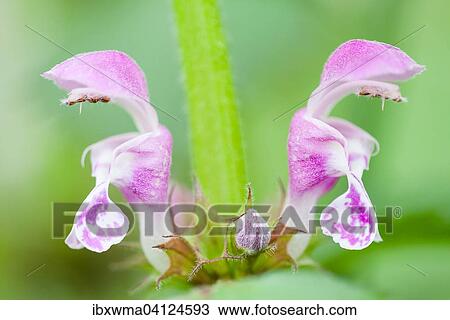 Deadnettle (Lamium sp. ), flowers, Hesse, Germany, Europe View Large Photo Image Stock Image - Deadnettle (Lamium sp. ), flowers, Hesse, Germany, Europe. Fotosearch