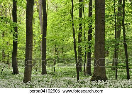 Deciduous forest in spring, blooming wild garlic (Allium ursinum), North Rhine-Westphalia, Germany, Europe View Large Photo Image Stock Photography - Deciduous forest in spring, blooming wild garlic (Allium ursinum), North Rhine-Westphalia, Germany, Europe. Fotosearch