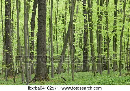 Deciduous forest in springtime with wood anemones (Anemone nemorosa), North Rhine-Westphalia, Germany, Europe View Large Photo Image Stock Image - Deciduous forest in springtime with wood anemones (Anemone nemorosa), North Rhine-Westphalia, Germany, Europe. Fotosearch