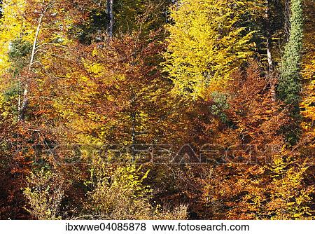 Deciduous forest with autumnal foliage, Mondseeland region, Salzkammergut, Upper Austria, Austria, Europe View Large Photo Image Stock Photo - Deciduous forest with autumnal foliage, Mondseeland region, Salzkammergut, Upper Austria, Austria, Europe. Fotosearch