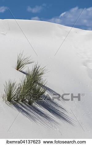 Stock Image - Desert grass plants on white sand dune, White Sands National Monument, Alamogordo, New Mexico, USA. Fotosearch